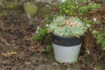 High angle view of potted plant on field