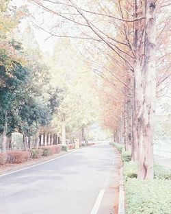 Empty road along trees