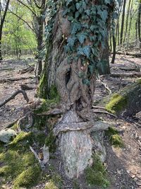 Trees growing in forest