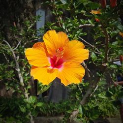 Close-up of yellow hibiscus flower