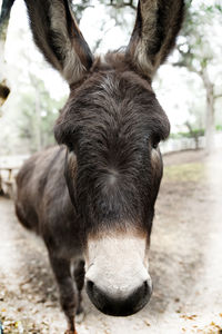 Close-up portrait of horse