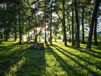 Trees on field in forest