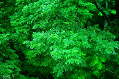 Close-up of fresh green plants in forest