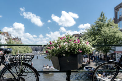 Bicycles parked by tree against sky