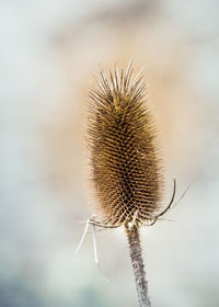 Close-up of thistle against sky