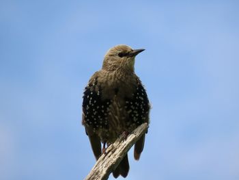 Closeup of a starling perched atop a bare tree branch