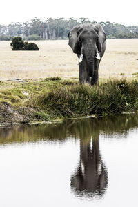 View of elephant in lake