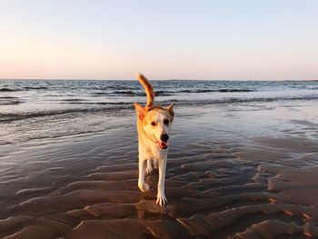 Dog on the beach