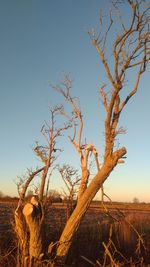 Bare tree against clear sky