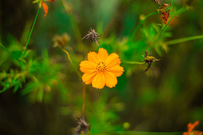 Close-up of bee pollinating on flower