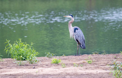 High angle view of gray heron in lake