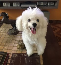 Portrait of white dog on floor at home