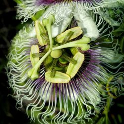 Macro shot of flower