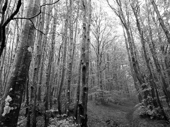 Panoramic shot of bare trees in forest