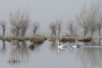 Swan swimming in lake against bare trees