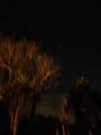 Low angle view of silhouette trees against sky at night