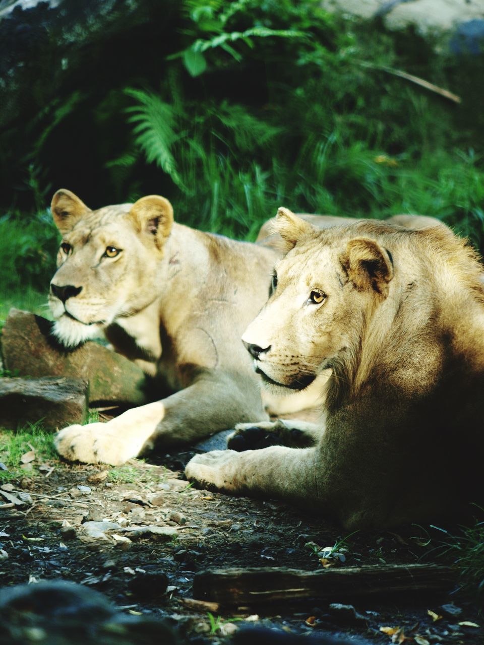 animal themes, mammal, animals in the wild, one animal, wildlife, forest, relaxation, sitting, lion - feline, two animals, animal family, day, resting, outdoors, nature, lying down, focus on foreground, rock - object, no people, feline