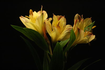 Close-up of yellow flowers over black background