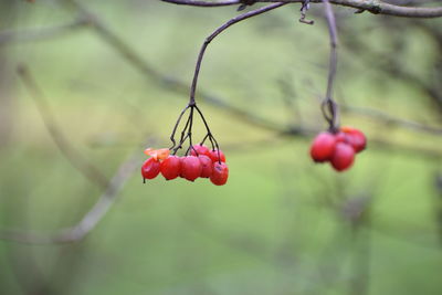 Close-up of red berries growing on tree