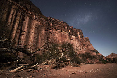 Low angle view of trees against clear sky at night