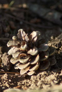 Close-up of mushrooms on field