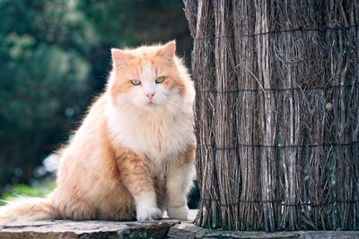 Portrait of ginger cat sitting outdoors