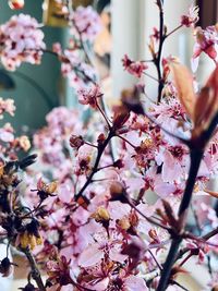 Close-up of cherry blossom tree