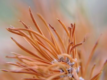 Extreme close-up of dried flower