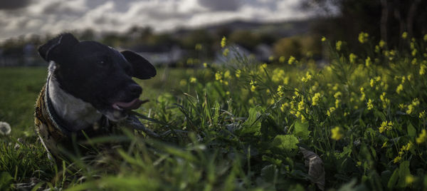 Close-up of black dog sitting on grassy field during sunset