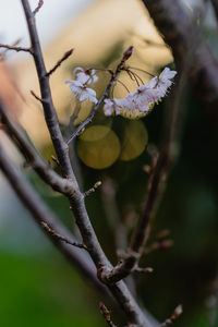 Close-up of flowering plant