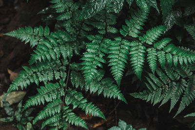 Close-up of pine tree