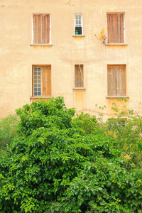 Ivy growing on building