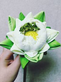 Close-up of hand holding flower