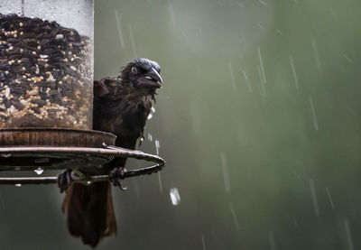 Bird perching on a lake