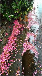Close-up of pink flowers
