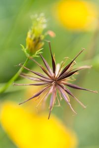 Close-up of flowers