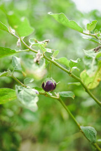 Close-up of eggplant growing on plant