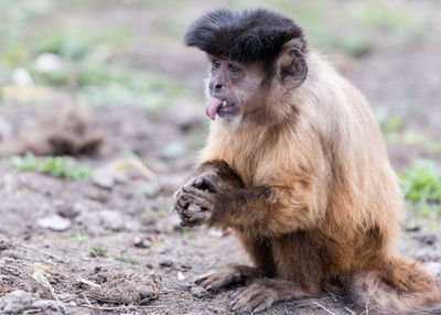 Capuchin monkey 