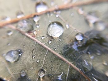 Close-up of water drops on leaf