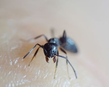 Close-up of insect