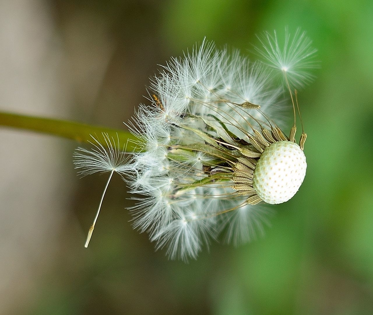 close-up, focus on foreground, growth, fragility, flower, nature, dandelion, plant, beauty in nature, selective focus, freshness, stem, white color, softness, day, dandelion seed, outdoors, no people, wildflower, botany