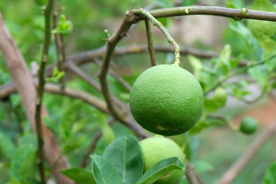 Close-up of fruits hanging on tree