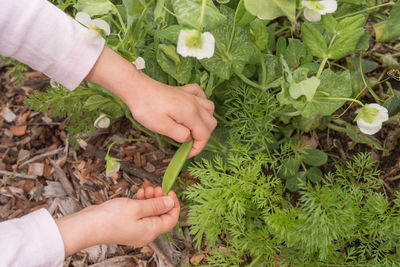 High angle view of woman hand holding plants