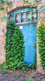 Ivy growing on house