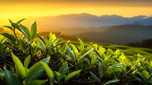 Plants growing on field against sky during sunset