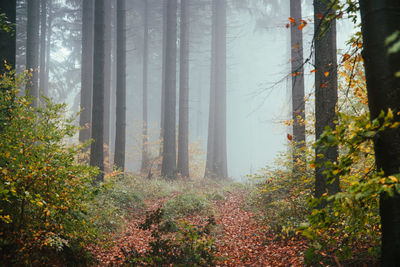 Trees in forest during autumn