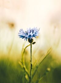 Blue cornflower blooming on field