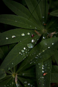 Close-up of raindrops on leaves