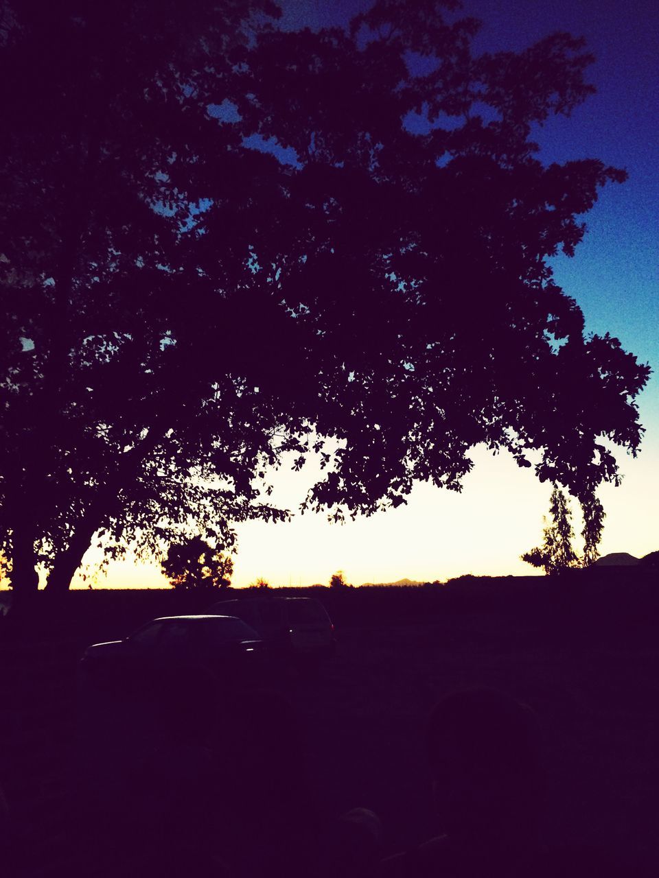 silhouette, tree, sunset, sky, tranquility, dark, beauty in nature, tranquil scene, scenics, nature, branch, low angle view, outline, growth, landscape, sunlight, dusk, no people, outdoors, field