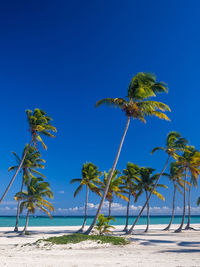 Coconut palm trees on beach against clear blue sky